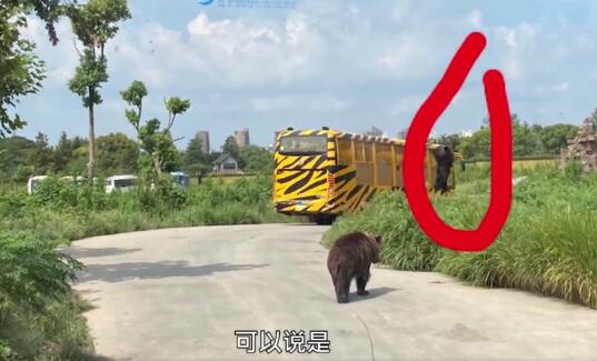 饲养员遭熊攻击身亡现场疑曝光