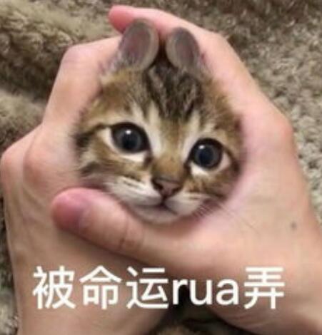 让我rua一下是什么意思