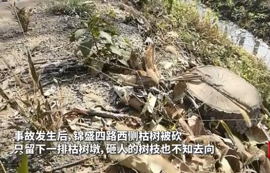 天降枯树枝砸死过路六旬老太