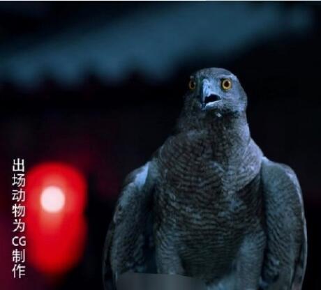 狼殿下剧组虐鹰事件