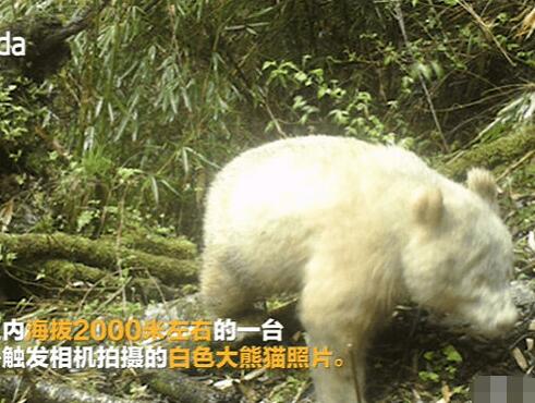 全球唯一白色大熊猫长大变金白色