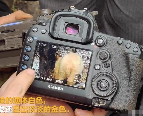全球唯一白色大熊猫长大变金白色