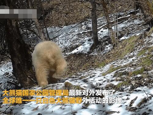 全球唯一白色大熊猫长大变金白色