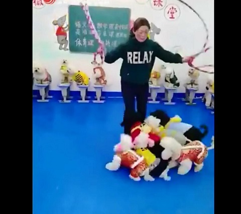 女子训练十几只狗狗同时跳绳