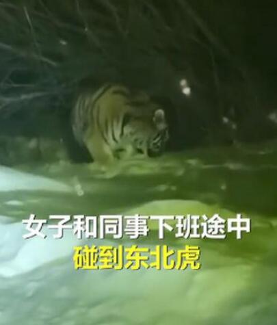 女子下班途中偶遇东北虎