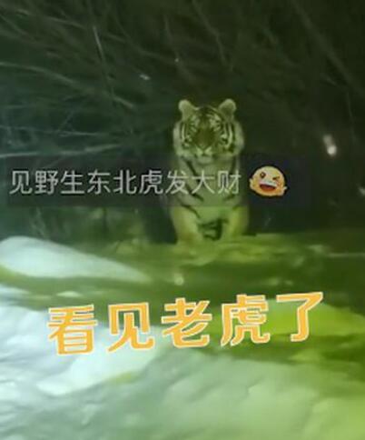 女子下班途中偶遇东北虎