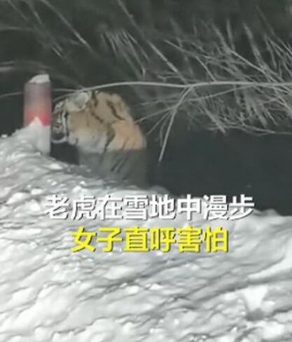 女子下班途中偶遇东北虎