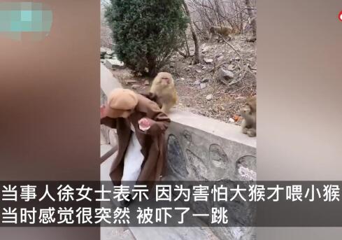 女孩景区喂猴被扯掉假发