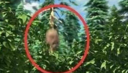 熊出没95集有鬼吗